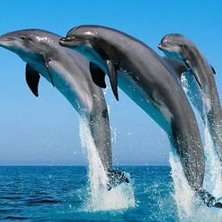 Apartment Rok Plaza (adults Only)