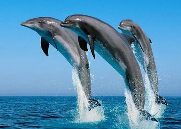 Apartment Rok Plaza (adults Only)